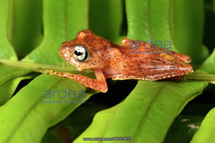 : Fiery Bright-eyed Frog (Boophis pyrrhus), Andasibe : Fiery Bright-eyed Frog (Boophis pyrrhus), Andasibe