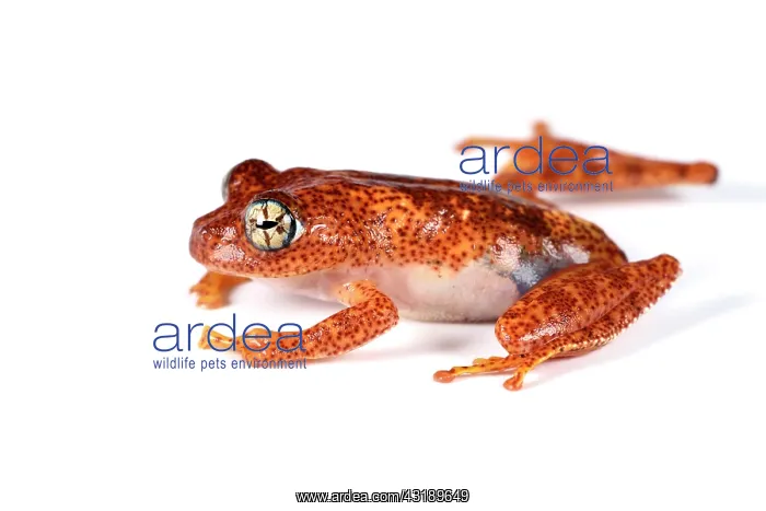 : Fiery Bright-eyed Frog (Boophis pyrrhus) on white : Fiery Bright-eyed Frog (Boophis pyrrhus) on white