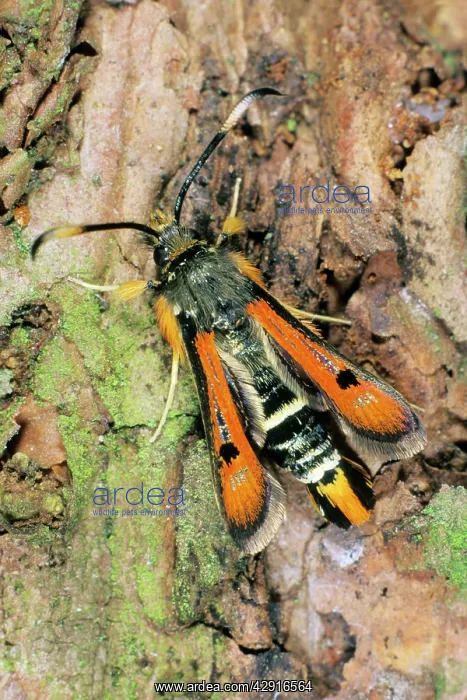 : Fiery Clearwing - resting on tree bark : Fiery Clearwing - resting on tree bark
