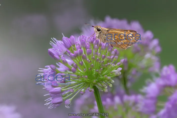 : Fiery skipper on purple flowers, Kentucky : Fiery skipper on purple flowers, Kentucky