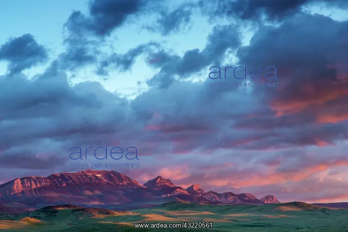: Fiery sunrise light strike Choteau Mountain : Fiery sunrise light strike Choteau Mountain