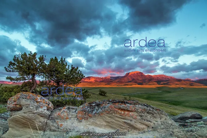 : Fiery sunrise light strikes Ear Mountain : Fiery sunrise light strikes Ear Mountain