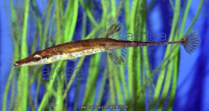 : Fifteen-spined Stickleback : Fifteen-spined Stickleback