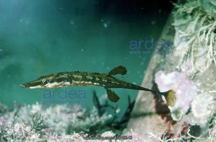 : FIFTEEN-SPINED STICKLEBACK : FIFTEEN-SPINED STICKLEBACK