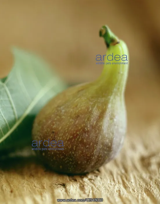 : Fig, Ficus carcia : Fig, Ficus carcia