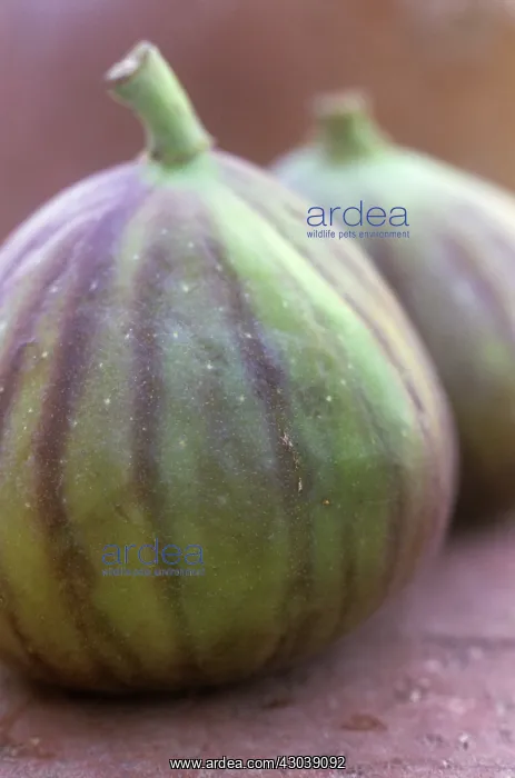 : Fig, Ficus carcia : Fig, Ficus carcia