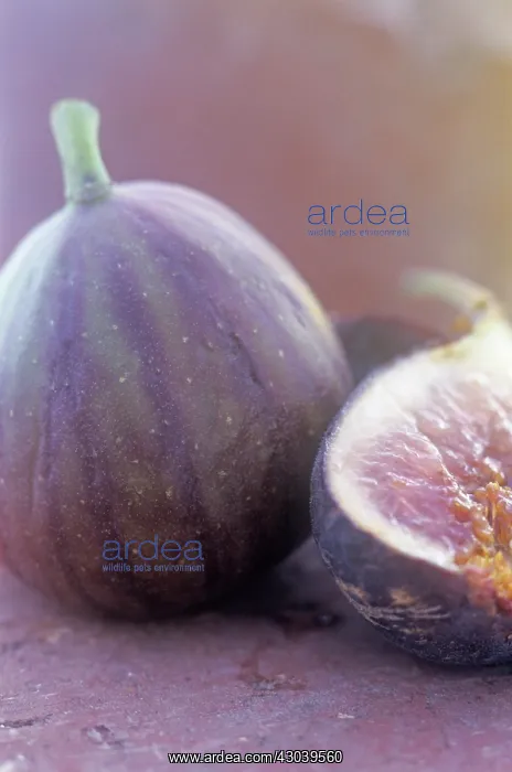 : Fig, Ficus carcia : Fig, Ficus carcia