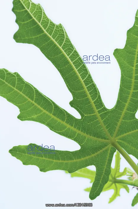 : Fig, Ficus carcia : Fig, Ficus carcia