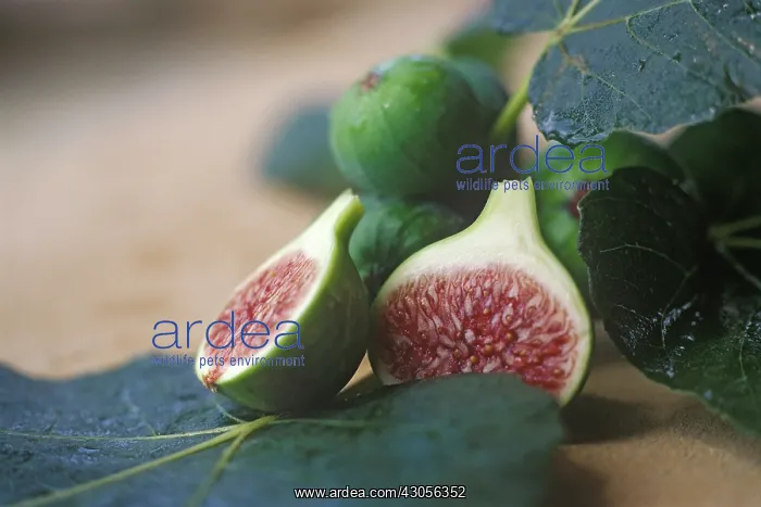 : Fig, Ficus carcia : Fig, Ficus carcia