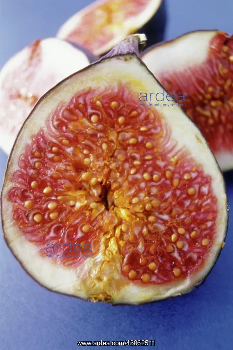 : Fig, Ficus carcia : Fig, Ficus carcia