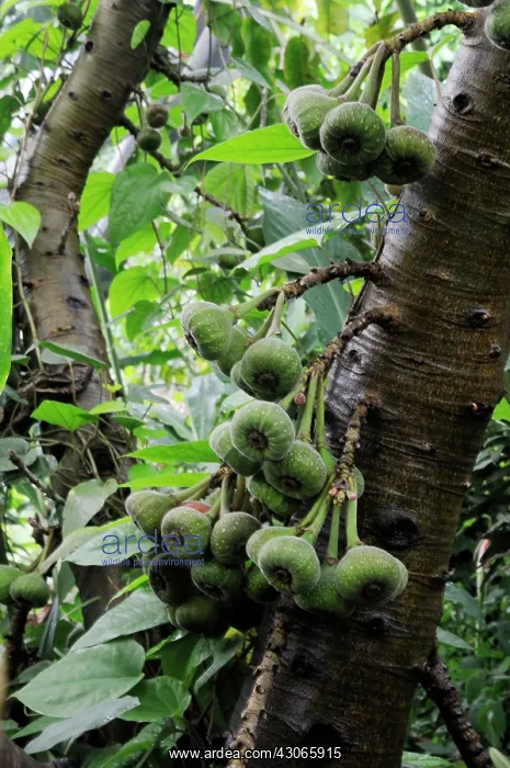 : Fig, Ficus carcia : Fig, Ficus carcia