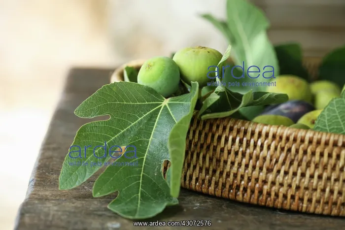 : Fig, Ficus carcia : Fig, Ficus carcia