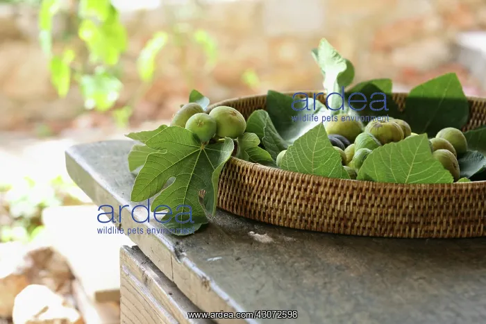 : Fig, Ficus carcia : Fig, Ficus carcia
