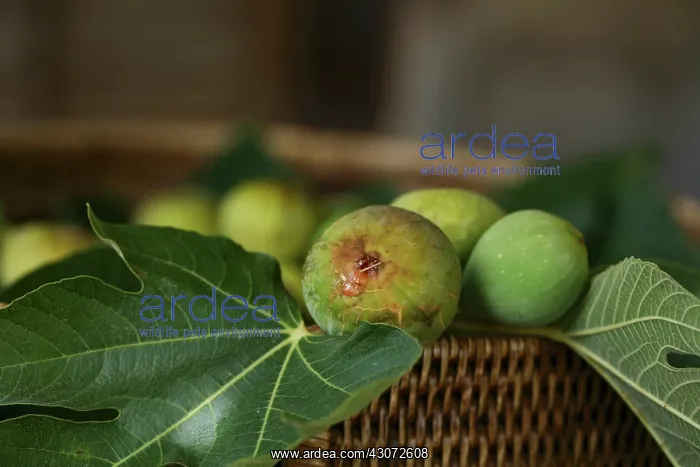 : Fig, Ficus carcia : Fig, Ficus carcia