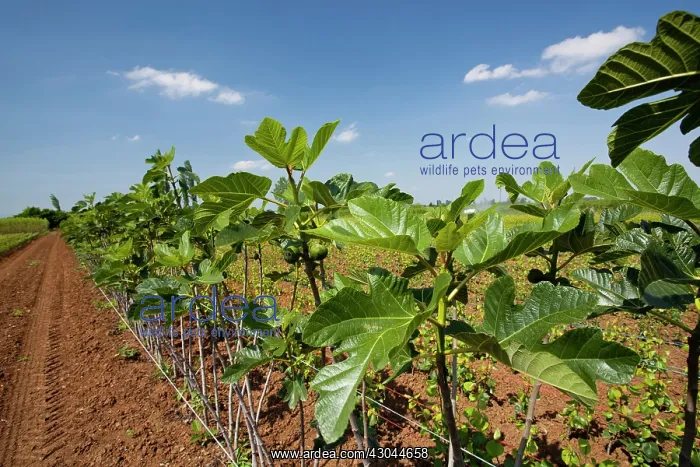 : Fig, Ficus carica : Fig, Ficus carica