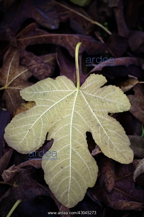 : Fig, Ficus carica : Fig, Ficus carica