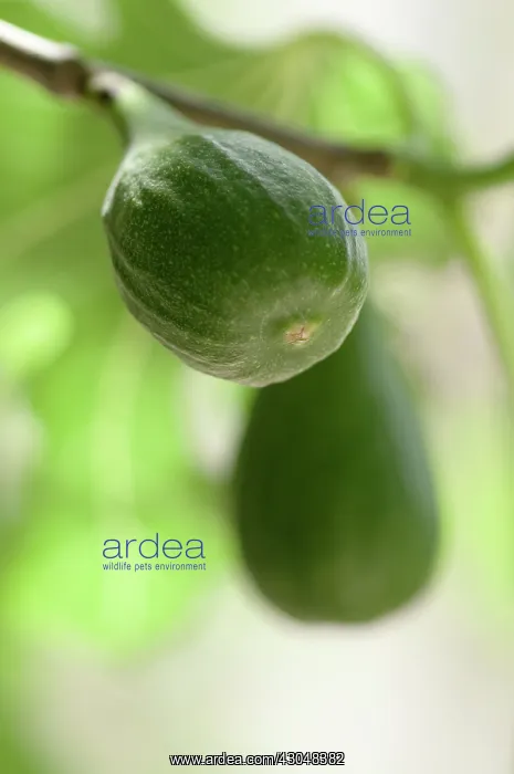  : Fig, Ficus carica