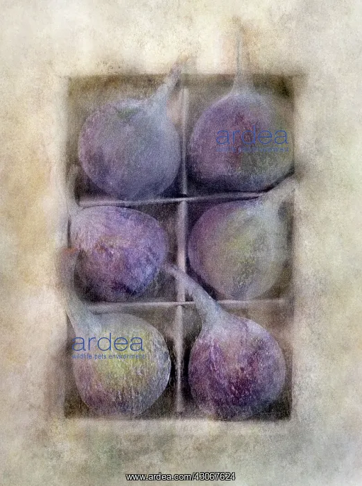 : Fig, Ficus carica. Digitally manipulated image of box of six figs against softened : Fig, Ficus carica. Digitally manipulated image of box of six figs against softened