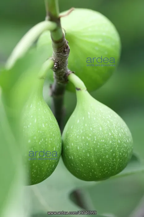 : Fig, Ficus carica Excel : Fig, Ficus carica Excel