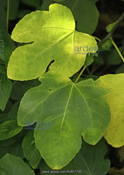  : Fig leaf. Autumn