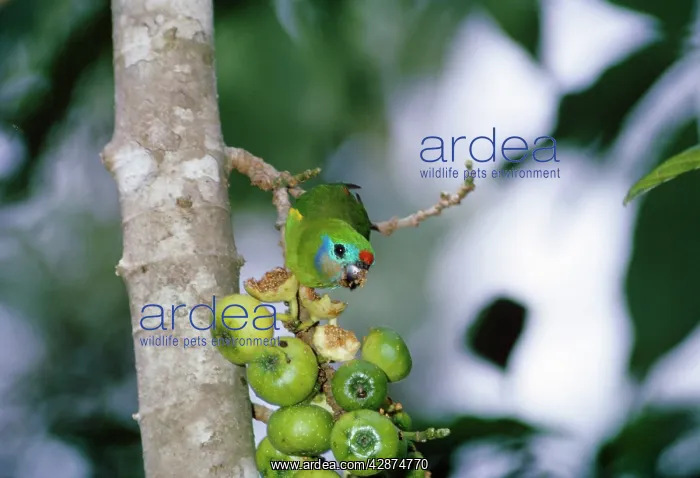 : Fig Parrot - feeding on figs : Fig Parrot - feeding on figs