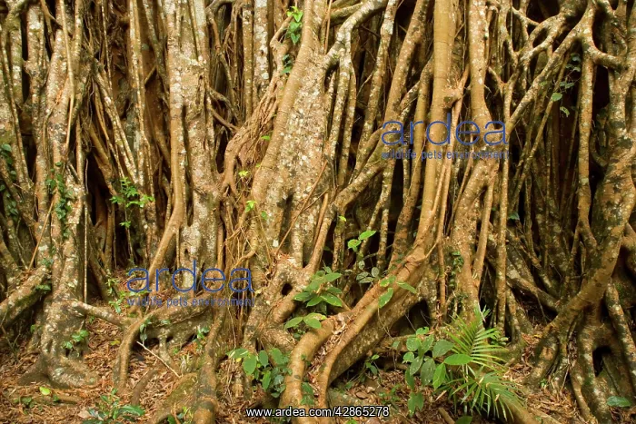 : Fig roots - countless roots anchor and support : Fig roots - countless roots anchor and support