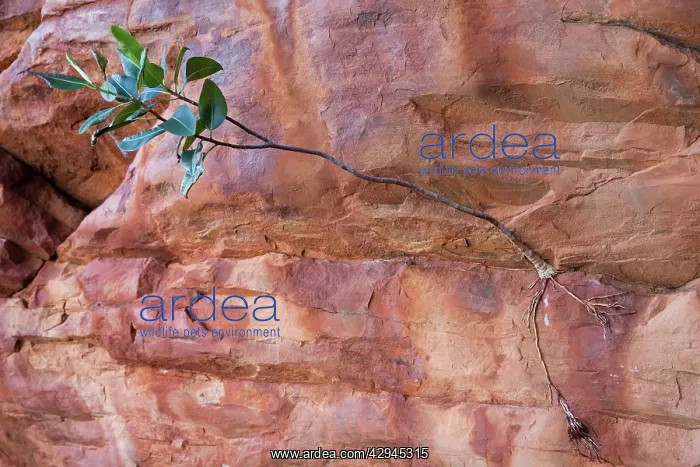 : Fig sapling : Fig sapling