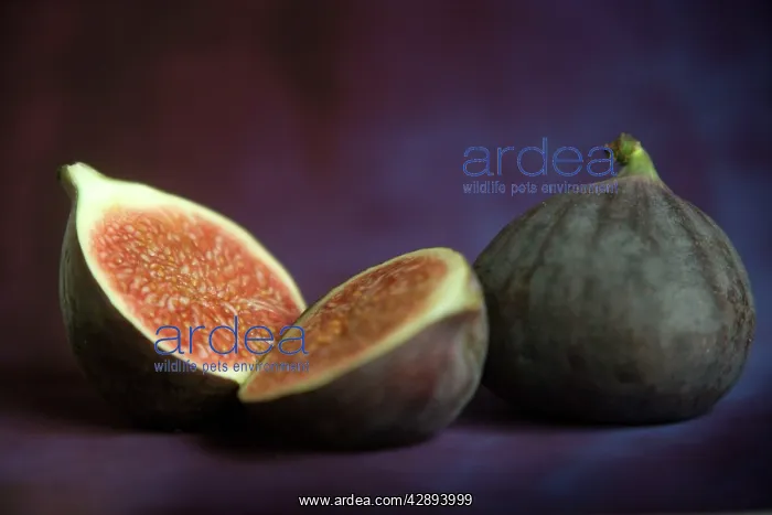  : Fig - in studio