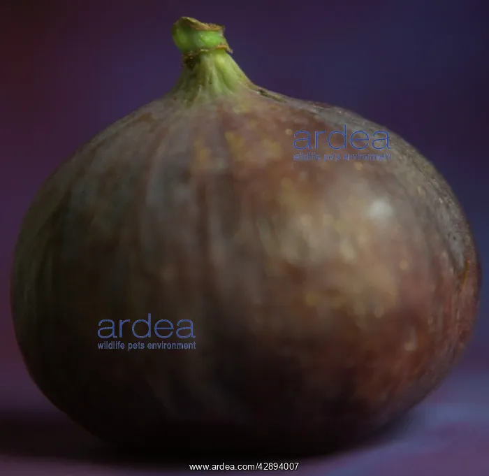  : Fig - in studio