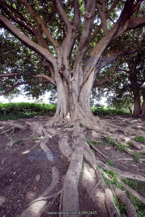  : Fig Tree (Ficus sp. ). Awassa Ethiopia