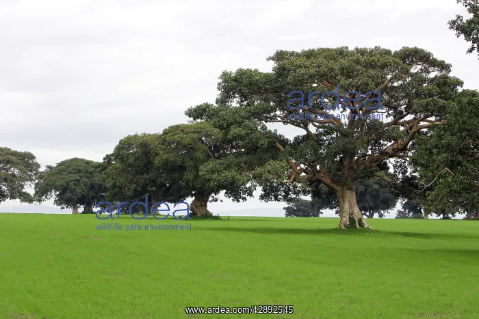  : Fig Tree (Ficus sp.). Awassa Ethiopia