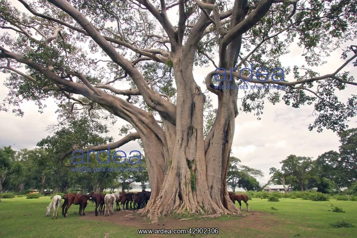 : Fig Tree (Ficus sp.). Awasa, Arsi region, Ethiopia. fam: Moraceae : Fig Tree (Ficus sp.). Awasa, Arsi region, Ethiopia. fam: Moraceae