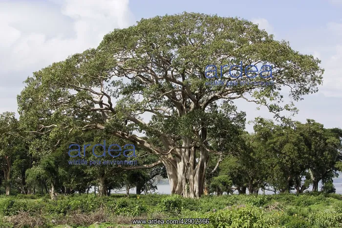 : Fig Tree (Ficus sp. ). Arsi region, Ethiopia : Fig Tree (Ficus sp. ). Arsi region, Ethiopia