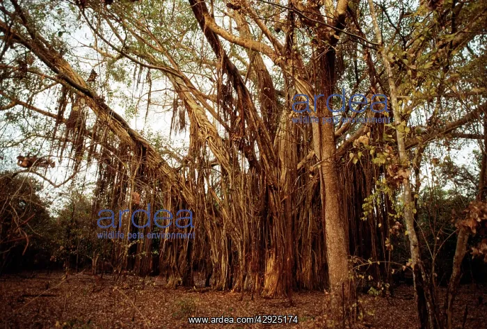 : Fig Tree. Kapalga, Kakadu National Park, Northern Territory, Australia : Fig Tree. Kapalga, Kakadu National Park, Northern Territory, Australia