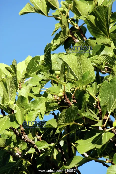 : Fig Tree. Fig tree, (Ficus carica), also called Smyrna fig : Fig Tree. Fig tree, (Ficus carica), also called Smyrna fig