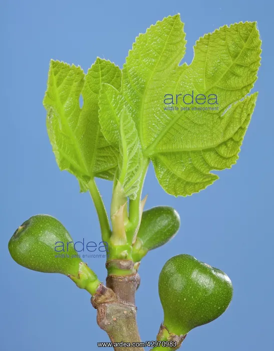 : Fig Tree - bud, young leaves and figs in spring : Fig Tree - bud, young leaves and figs in spring