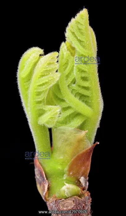 : Fig Tree - bud and young leaves in spring : Fig Tree - bud and young leaves in spring