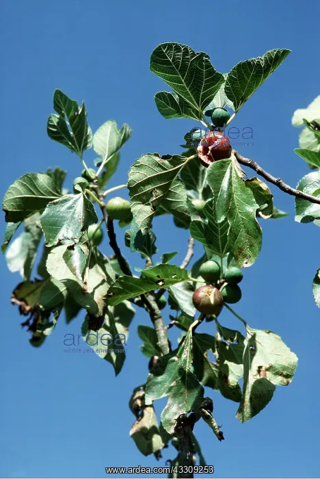 : FIG TREE - close-up of branch : FIG TREE - close-up of branch