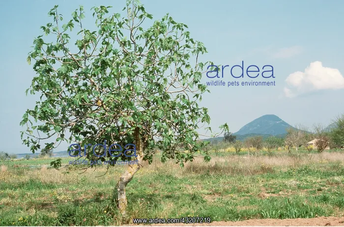  : FIG TREE - mountain in background