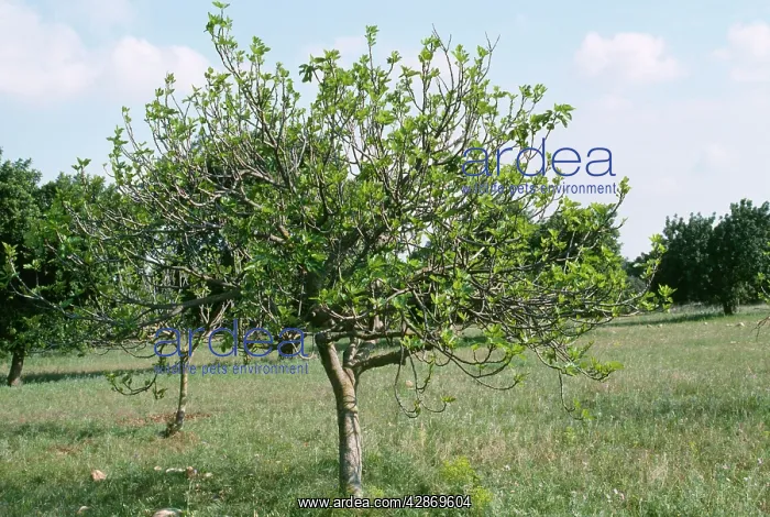 : FIG tree - In Orchard : FIG tree - In Orchard
