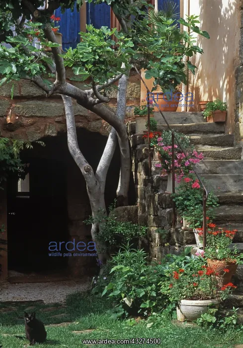 : Fig tree and pelargoniums on a stair : Fig tree and pelargoniums on a stair
