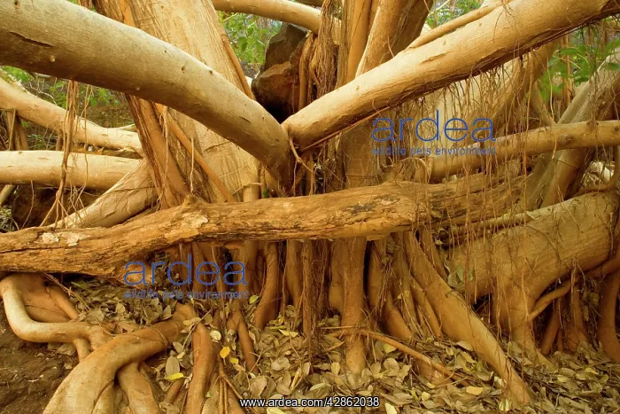 : Fig tree roots - this enormous fig tree created : Fig tree roots - this enormous fig tree created