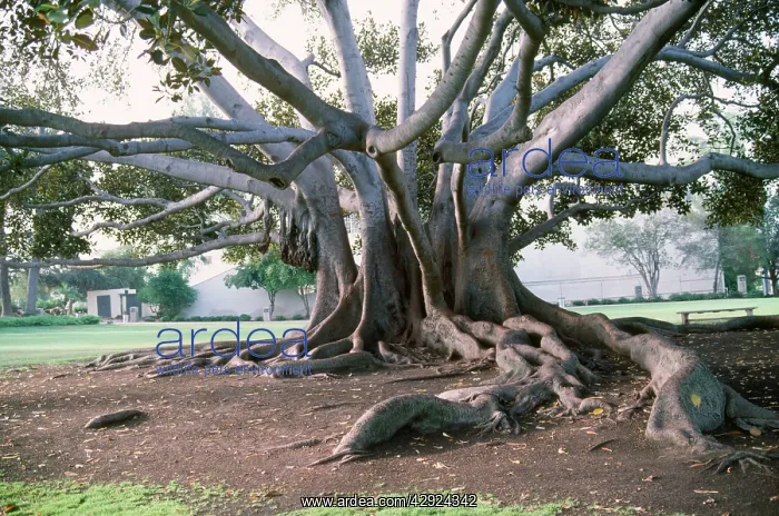 : Fig Tree - showing trunks & buttress roots : Fig Tree - showing trunks & buttress roots