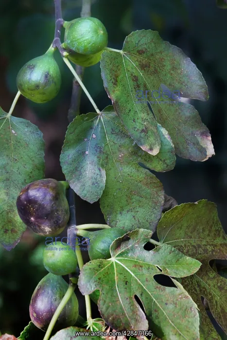 : Fig-tree - white fruit : Fig-tree - white fruit