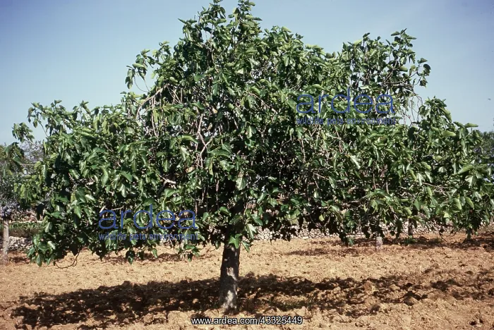 : FIG TREES : FIG TREES