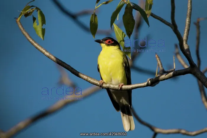 : Figbird (Sphecotheres viridis). At a fruiting fig tree in Manning Gorge : Figbird (Sphecotheres viridis). At a fruiting fig tree in Manning Gorge