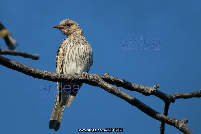 : Figbird (Sphecotheres viridis). At a fruiting fig tree in Manning Gorge : Figbird (Sphecotheres viridis). At a fruiting fig tree in Manning Gorge