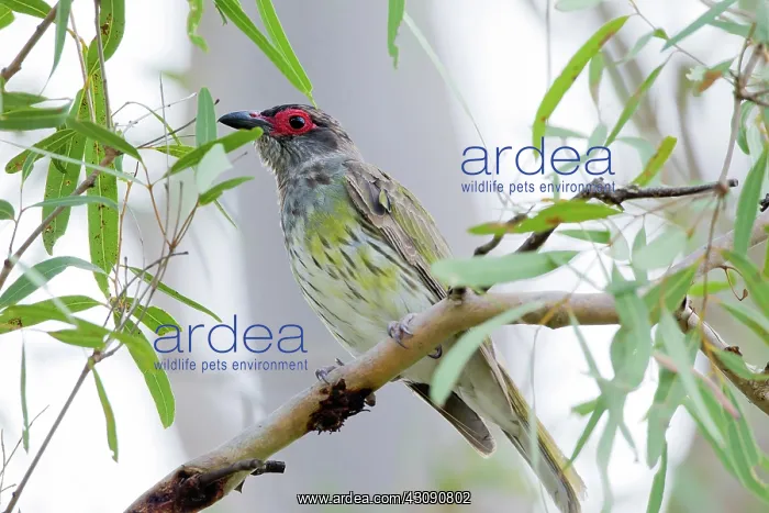 : Figbird (Sphecotheres vieilloti), Calliope, Queensland, Australia : Figbird (Sphecotheres vieilloti), Calliope, Queensland, Australia