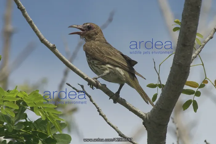 : Figbird - Female : Figbird - Female