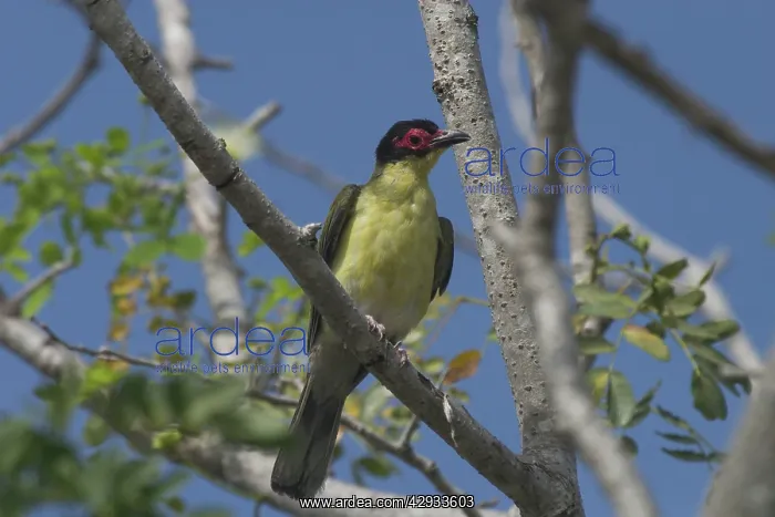 : Figbird - Male : Figbird - Male
